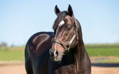 Triple Treat For Pathfork At Champ De Mars