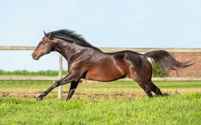Irish Champion Firing On All Cylinders