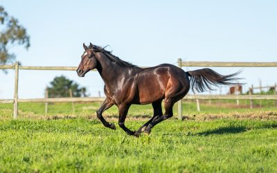 Pathfork Colt Wins On Debut