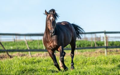 Kenilworth Joy For Pathfork