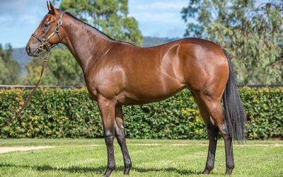 Soqrat sister popular at Easter Yearling Sale