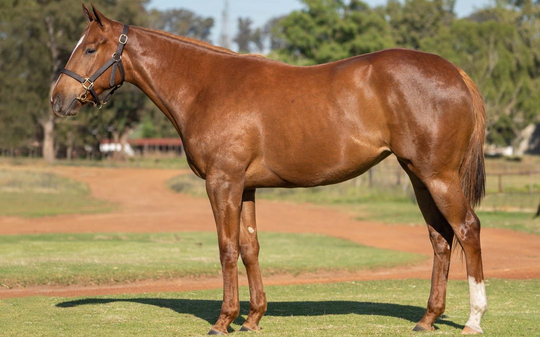 Lot 144: WAR EMPRESS