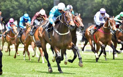 Pathfork Gelding Wins On Debut