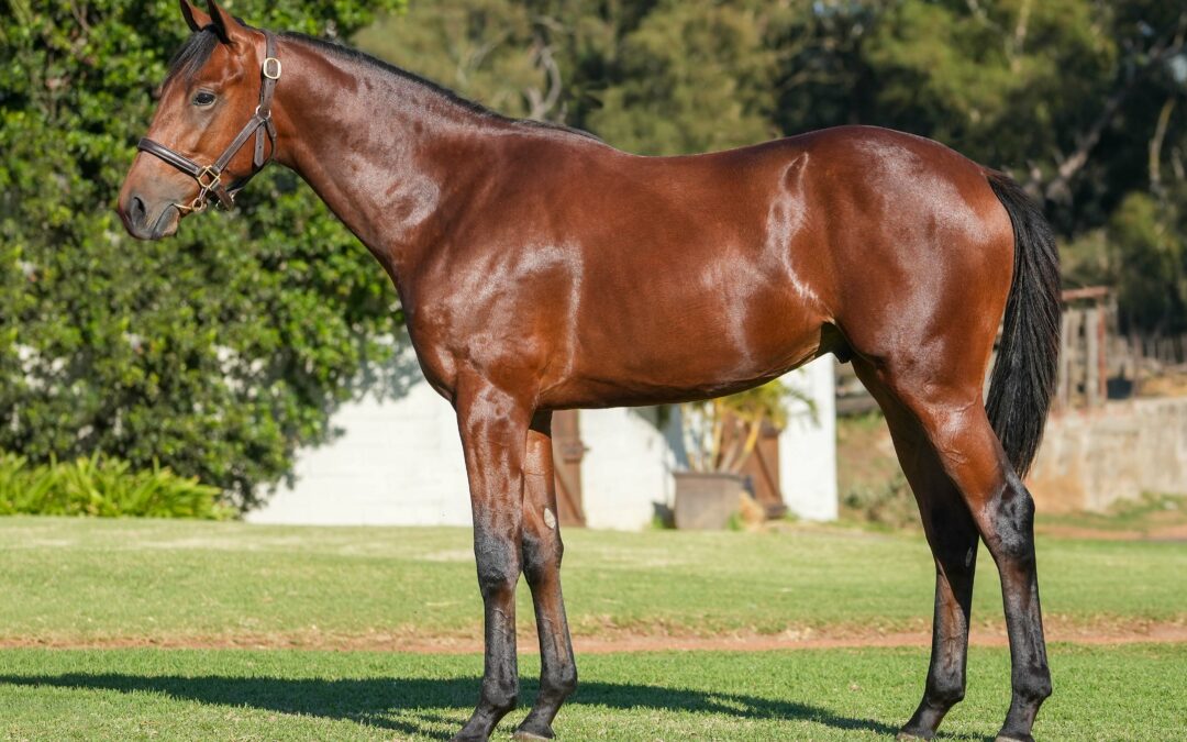 Lot 184: ROYAL EDITION