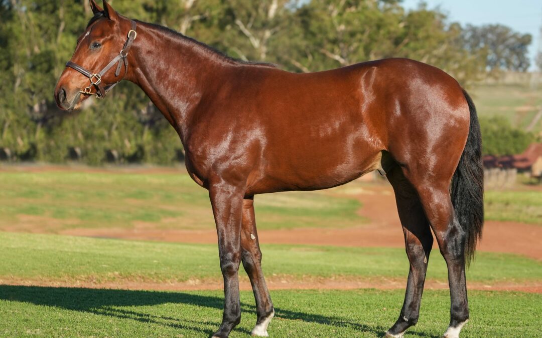 Lot 234: 20′ VARACHINO