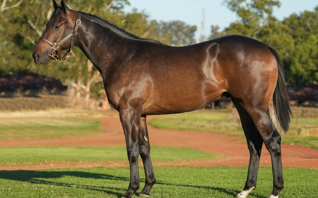 Lot 248: OUTLAW KING