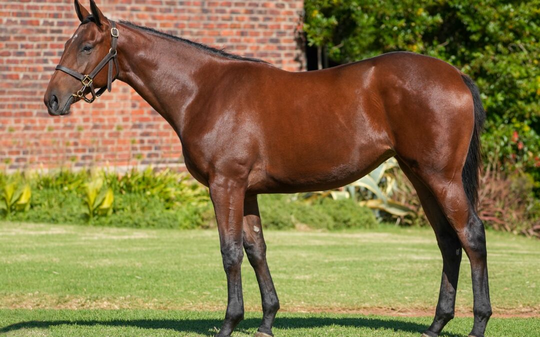Lot 282: 20′ ANHAAR