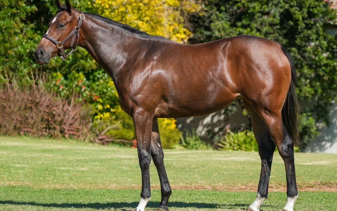 Lot 311: BORN RULER