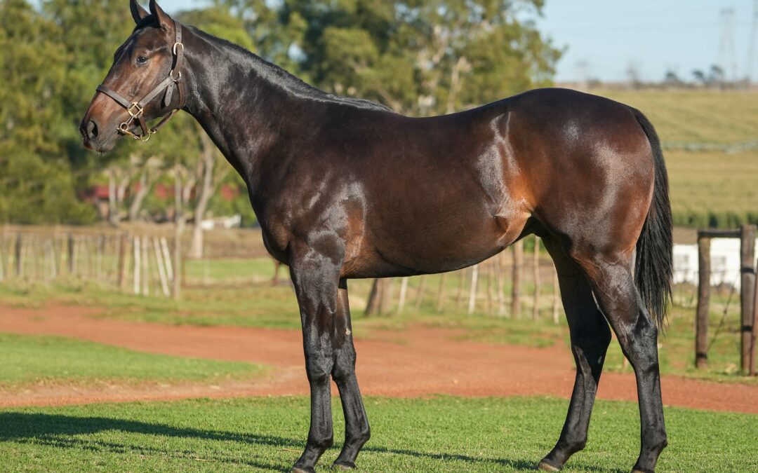 Lot 372: 20′ ESTIDRAAJ