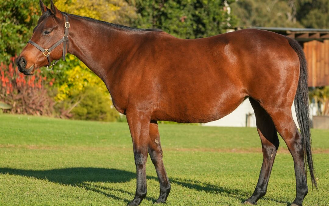 Lot 59: JAMAHEERY
