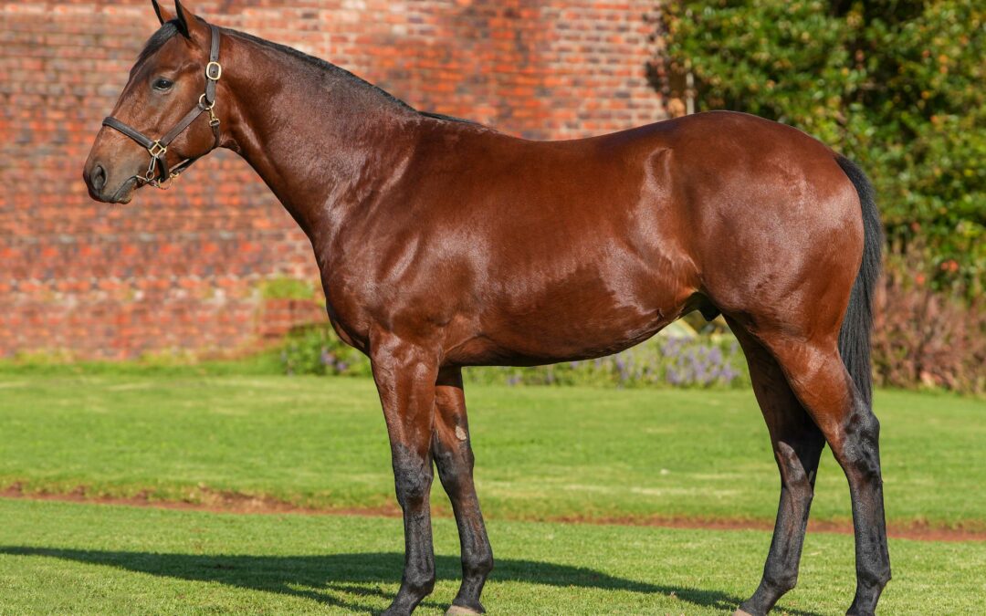 Lot 42: VISION OF WONDER