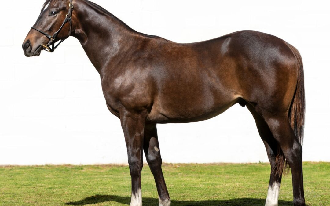 Lot 72: CAMPAIGNER