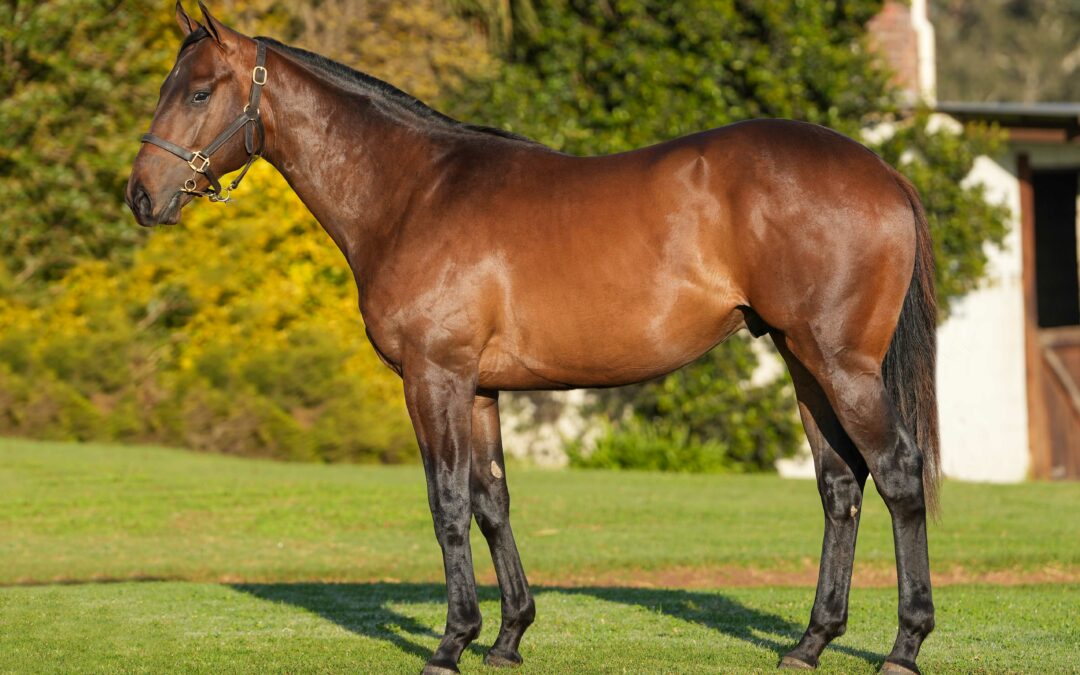 LOT 197: MAJESTIC TOUCH