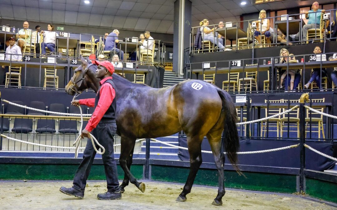 Pound Bloodstock Swoops At November Sale