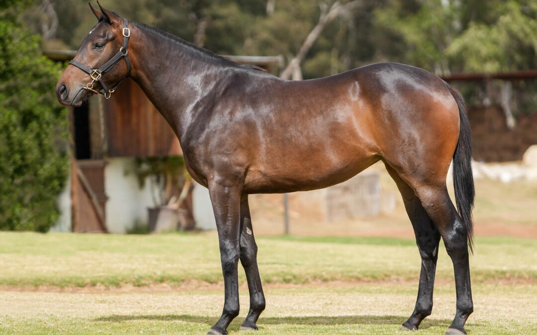 LOT 140: LEAD TO GLORY