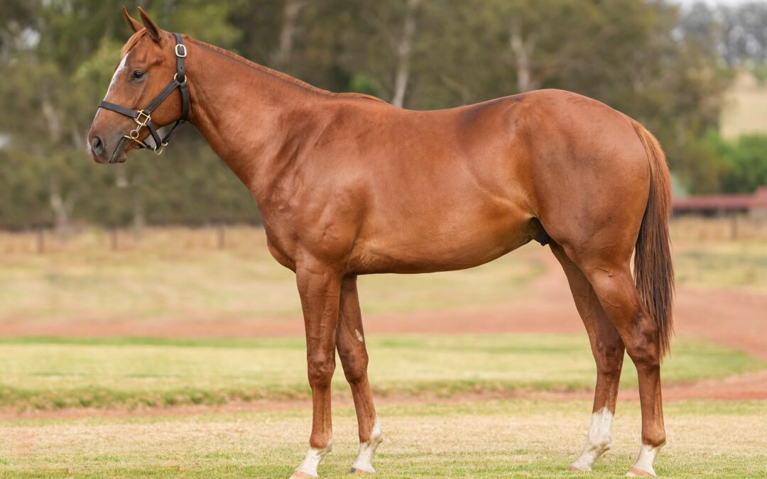 LOT 144: OFFICER IN COMMAND