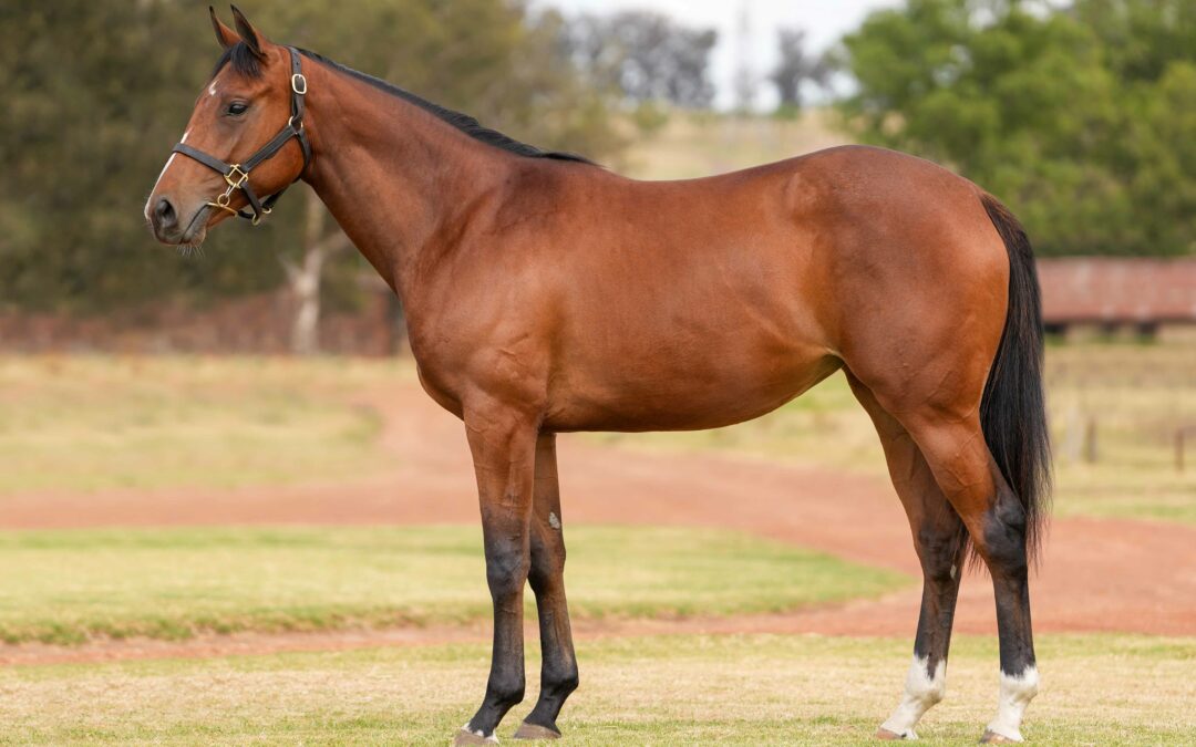LOT 158: SAY IT WITH ROSES