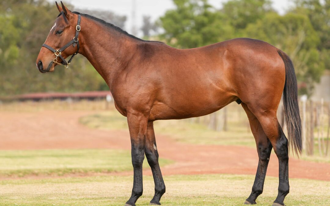 LOT 161: ’20 FIRDOAS