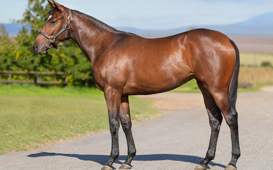 LOT 233: SURGE OF POWER