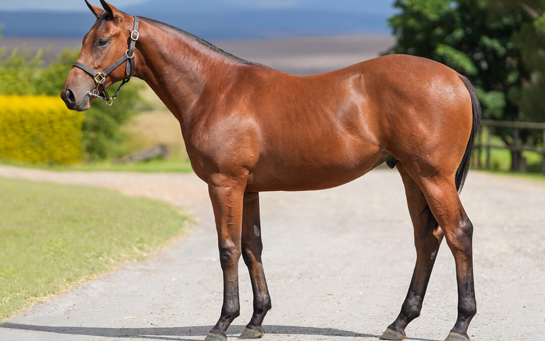 LOT 380: 21′ MOHALLELA