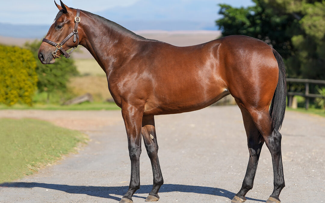 LOT 384: EDGE OF TOMORROW