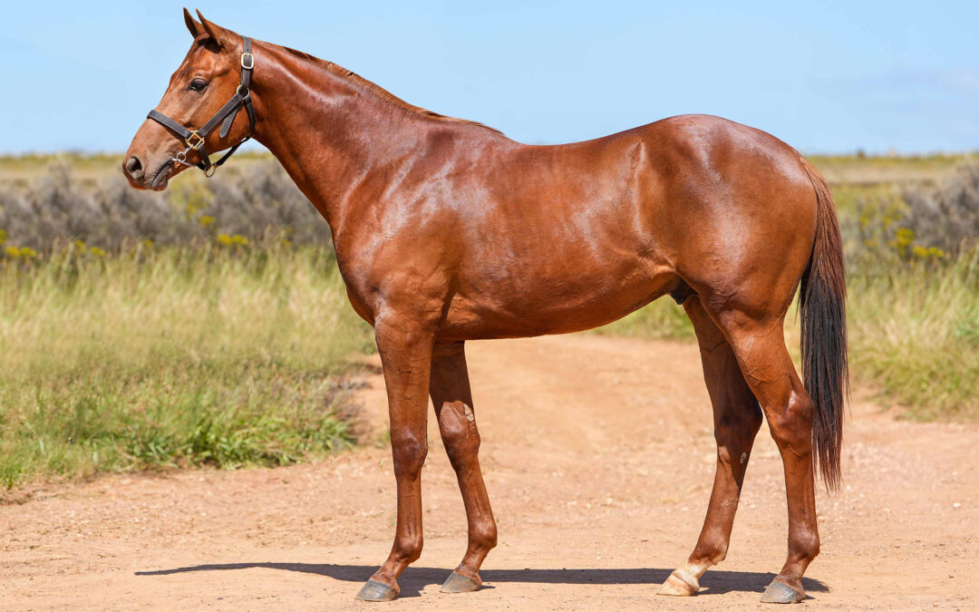 Lot 111: CARNIVAL PARK
