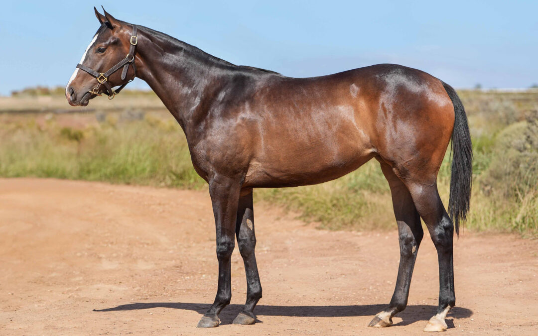 LOT 118: GORGEOUS BOMB