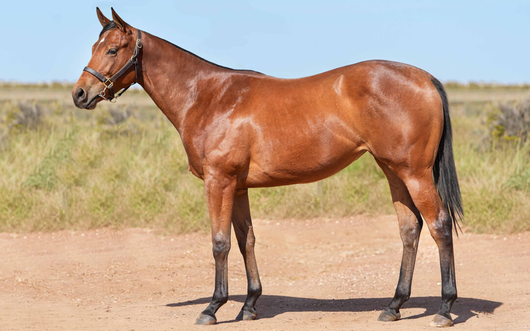 LOT 128: 21′ INFINITY QUEEN