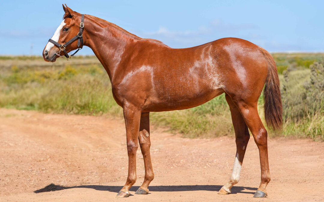 LOT 131: HAPPY FORTUNE