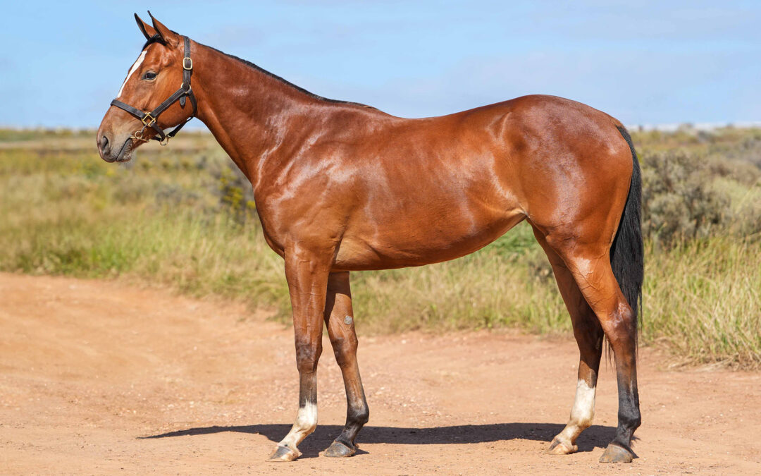 LOT 135: WARRIOR ROYALE