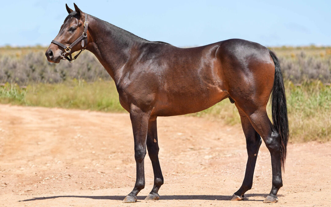 LOT 144: MAN OF COURAGE