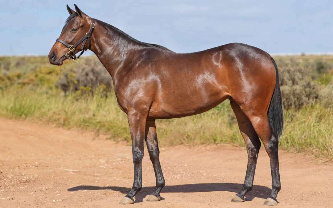 Lot 58: 21′ AL HAWRAA