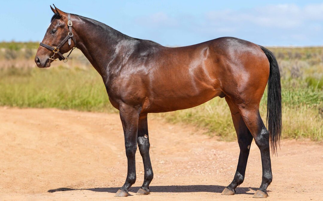 LOT 68: BRAVE BOMBER