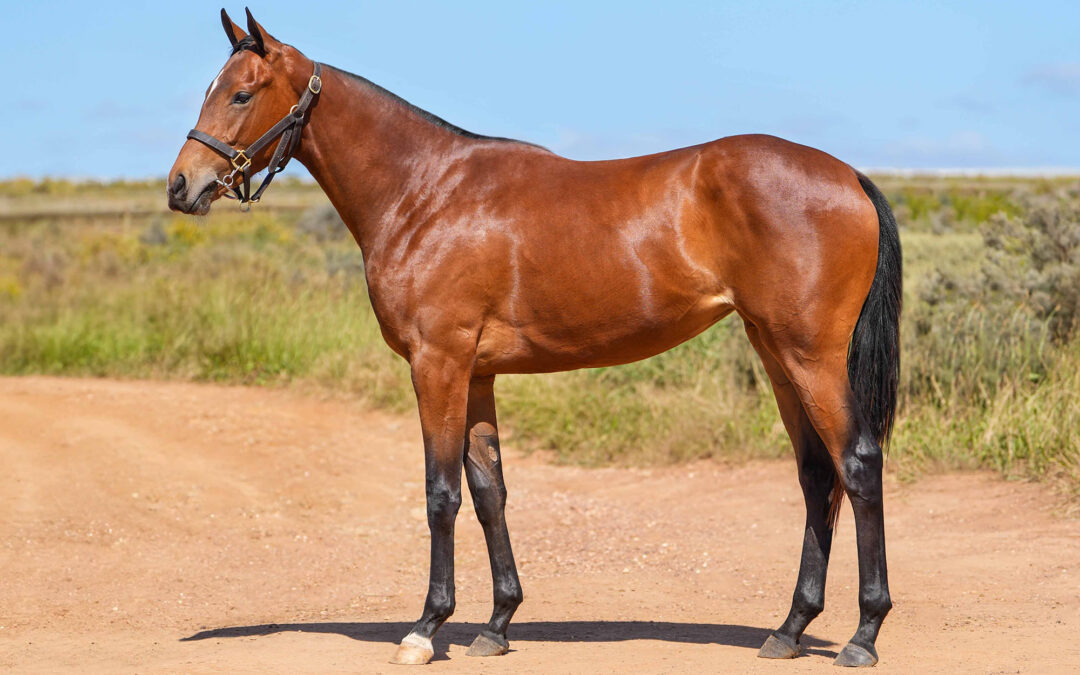 Lot 86: DREAM DECISION