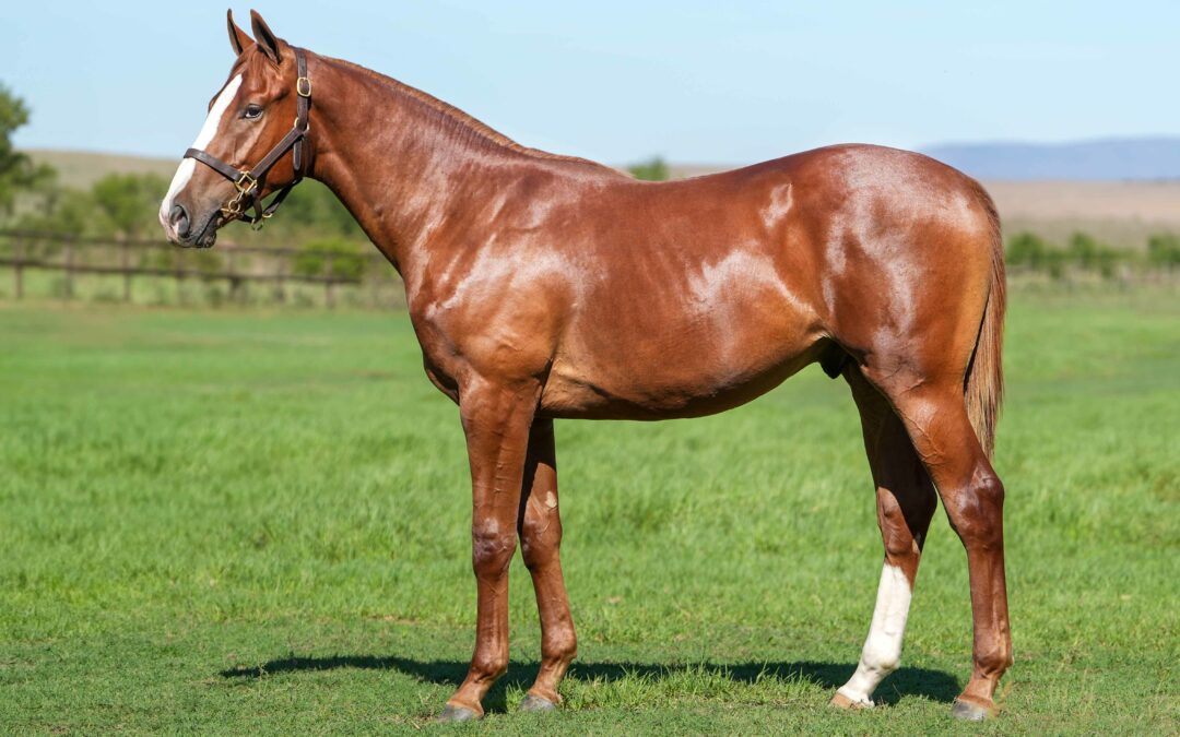 LOT 306: DARBY SABINI