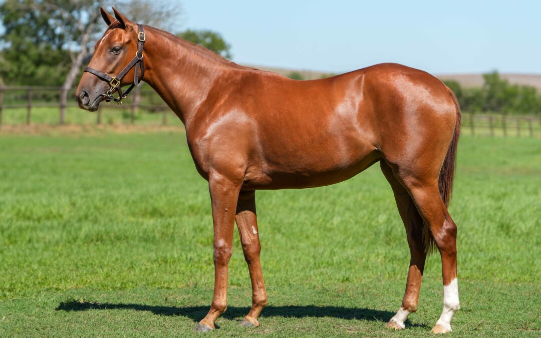 LOT 43: MATTER OF TRUST