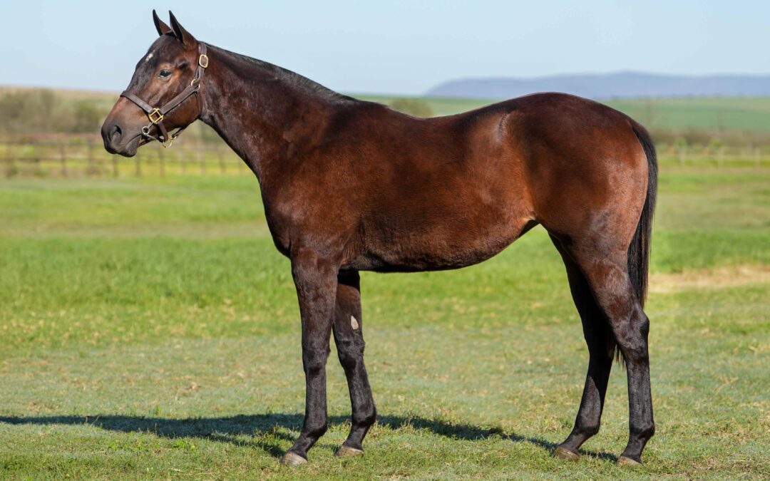 LOT 137: FAMILY STONE